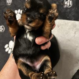 Winter frost - Black and tan female Yorkshire Terrier puppy in Coeur D Alene, Idaho from Cozy Coeur Yorkies