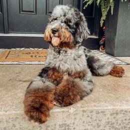 Archie - Bernedoodle