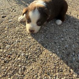 Lottie - Red & white female Miniature Australian Shepherd puppy in Marion, Michigan from Highland Hills Mini Aussies