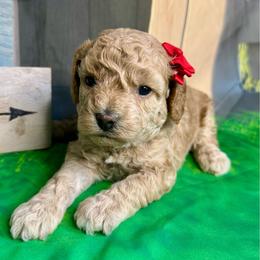 Cherry - female Cavapoochon puppy in Waldron, Arkansas from Kay’s Cutie Poos