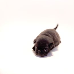 Hunter (white collar) - Black male Pug puppy in Hereford, Arizona from Broken Road Ranch Pugs