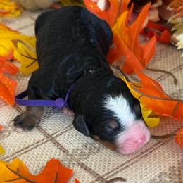 Cardigan - Tri-color female Bernedoodle puppy in Gilbert, Arizona from The Berne Barn... it’s a Doodle thing!