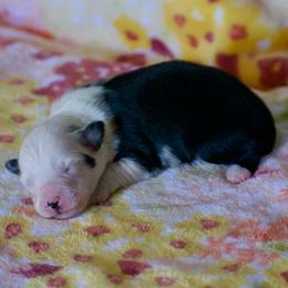 Panda - Blue merle female Miniature American Shepherd puppy in Chocowinity, North Carolina from Foxtail Hollow