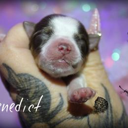 Benedict - Chocolate, tan and white male Yorkshire Terrier puppy in Warren, Michigan from Danielle's Yorkie & Shih Tzu Babies