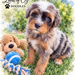 100 Grand - Blue merle female Bernedoodle puppy in Saint Francis, Kansas from Land of Oz Doodles