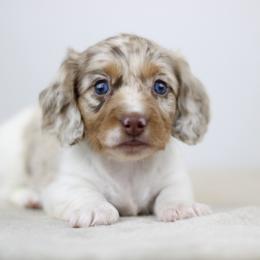 Piper - Dapple female Dachshund puppy in Alto, Texas from Prima Dachshunds