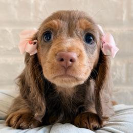 Bess - Fawn (isabella) and tan female Dachshund puppy in Auburn, Alabama from Blue Bow Kennels