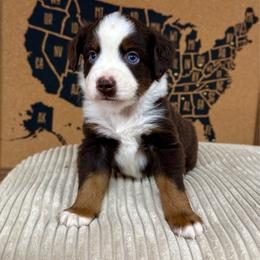 Bandit - Red tri male Miniature Australian Shepherd puppy in Michie, Tennessee from Acton Aussies