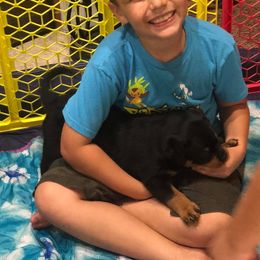 Rottweiler Puppies from Central Valley Rottweilers