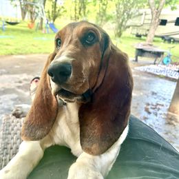 Teddy - Basset Hound