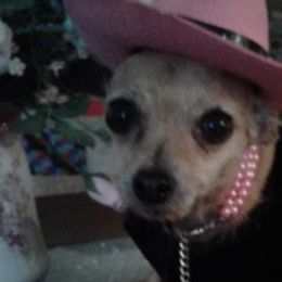 Chihuahuas from Romans Chihuahuas