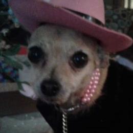 Chihuahuas from Romans Chihuahuas