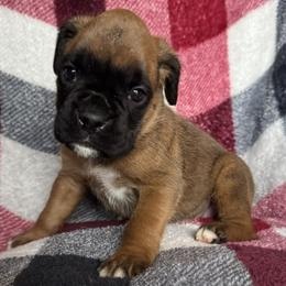 Shelby - Fawn female Boxer puppy in Cicero, New York from MK Boxer Haven of CNY