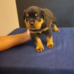 Boy 3 - Black and mahogany Rottweiler puppy in Houston, Texas from Wards Pups