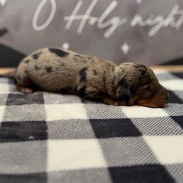 Briar - Dapple male Dachshund puppy in Colbert, Oklahoma from Brooke Crenshaw