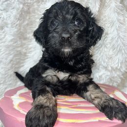 Brown Sugar - Phantom male Goldendoodle puppy in Placerville, California from New Dawn Poodles and Doodles