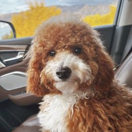 Prince Griffey - Cavapoo