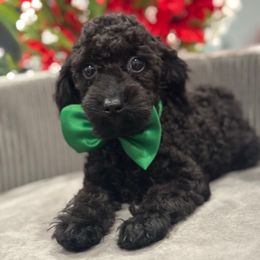 Shadow - Black male Poodle puppy in Apple Valley, California from Fletcher Fuzzy Friends