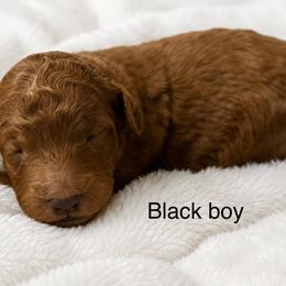 Black collar boy - Red  male Goldendoodle puppy in Vian, Oklahoma from Dog Days Doodles