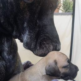 Great Dane Puppies from DaneDreams