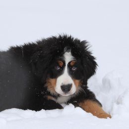Bernese Mountain Dogs from BREED Bernese Acres