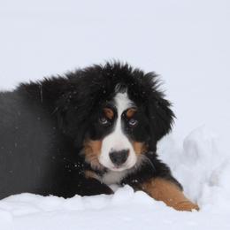 Bernese Mountain Dogs from BREED Bernese Acres