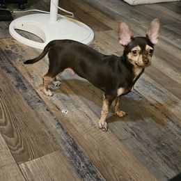 Bear - Chocolate brindled fawn male Chihuahua puppy in Meridian, Oklahoma from Crazy Love Kennels