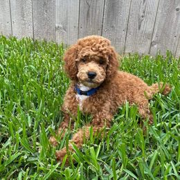 Poodle Puppies from Klaus Poodles