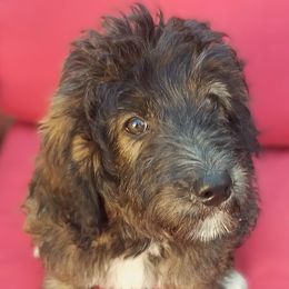 Opal - Tri-color female Bernedoodle puppy in Mesa, Arizona from Cookies and Cream Doodles