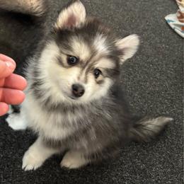 Sassy - Gray and white female Pomsky puppy in Cadillac, Michigan from JHS Pomskies