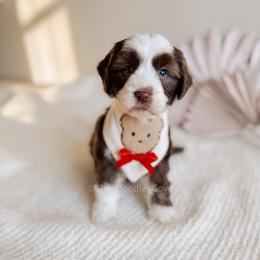 Meilé - Love litter - Chocolate male Australian Labradoodle puppy in Syracuse, Indiana from The Doodle Cove