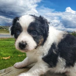 Toy Australian Shepherds from Ayres Aussies