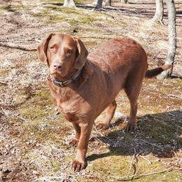 TESLA Rose 🌹 - Chesapeake Bay Retriever
