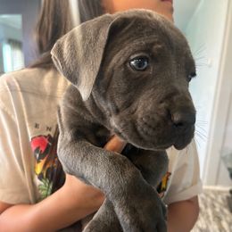 Boy 4 - Gray male Cane Corso puppy in Kaufman, Texas from Phantom Corsos