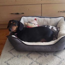 Lilly - Dachshund