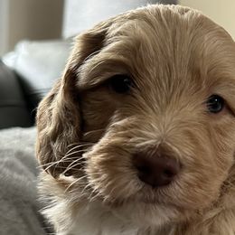 Mr. Big - Apricot Goldendoodle puppy in Monroe, North Carolina from Dreamland Aussies & Poodles