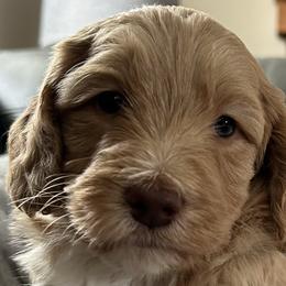 Mr. Big - Apricot Goldendoodle puppy in Monroe, North Carolina from Dreamland Aussies & Poodles