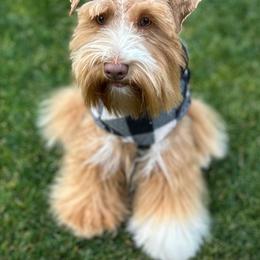 Schnoodle puppies from Rpuppies