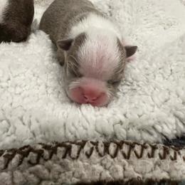 Boy 1 lilac - Lilac male Boston Terrier puppy in Coopertown, Tennessee from Toon’s Boston Terriers