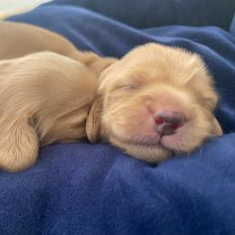 Sassy - Cream female Dachshund puppy in Lake Mary, Florida from Lakeside Doxies