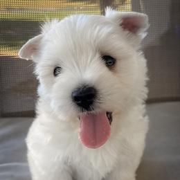Wilson - White male West Highland White Terrier puppy in Maryville, Missouri from The West Acres