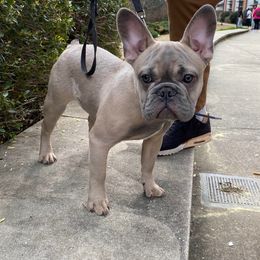 Blue Fawn Male - French Bulldog puppy in Charlotte, North Carolina from French Blu’s