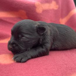 Pink girl - Black and silver female Miniature Schnauzer puppy in Hickory Grove, South Carolina from Oopsie Doodles