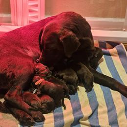 Boy 1 - Chocolate male Labrador Retriever puppy in Helena, Montana from Whistling Wings Retrievers, LLC.