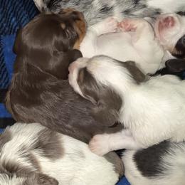 Rudolph AKC - Chocolate and tan male Dachshund puppy in Erie, Michigan from Champagne’s Grinch Toe’d Dachshunds