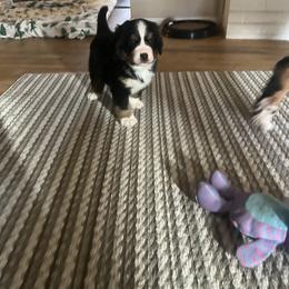 Bernese Mountain Dog Puppies from Bastian Mountain Dogs