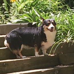Sugar - Pembroke Welsh Corgi