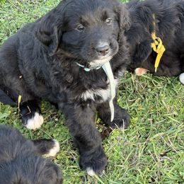 Female Light Blue - female Golden Mountain Dog puppy in Tacoma, Washington from Canyon Meadows Farm