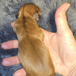 Girl 1 - Red female Dachshund puppy in Barre, Massachusetts from Central Mass Dachshunds