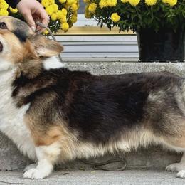 Maverick - Pembroke Welsh Corgi